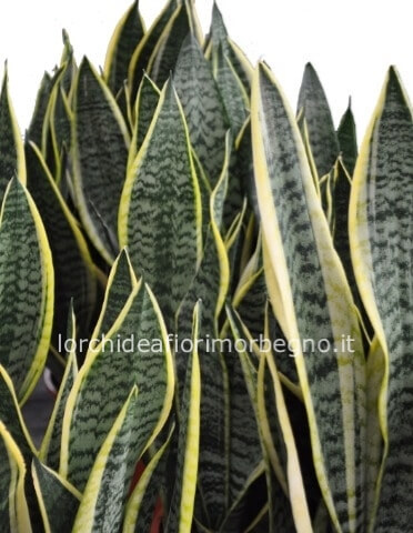 sanseveria vaso cm 14