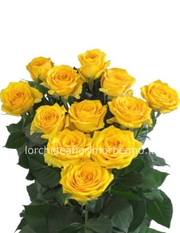 Rose gialle