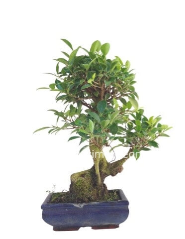 Bonsai varietà