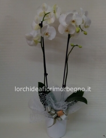 Orchidea bianca 2 steli con vaso in ceramica
