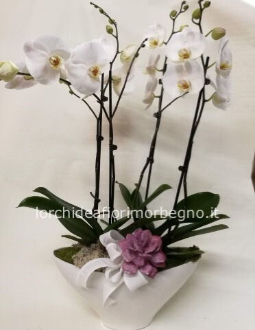 orchidee in elegante ceramica