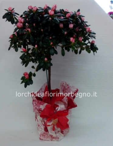 azalea ad alberello