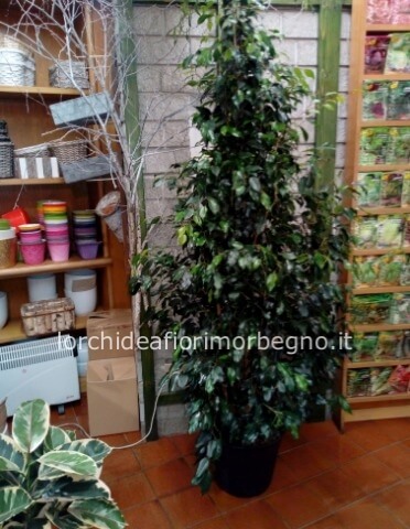 Ficus Benjamin