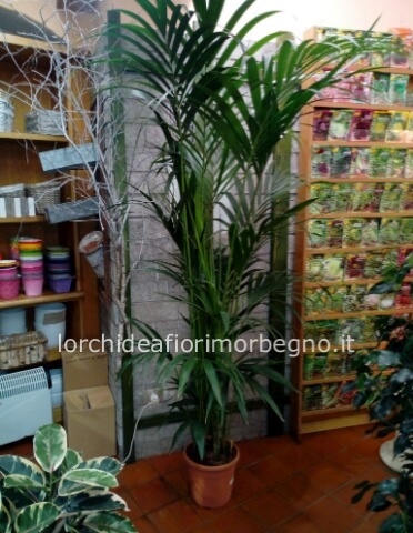 Kentia mt.1,50