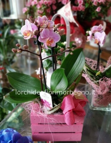 confezione con miniphalenopsis