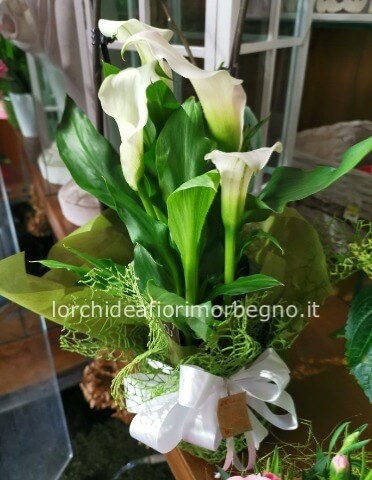 Calla