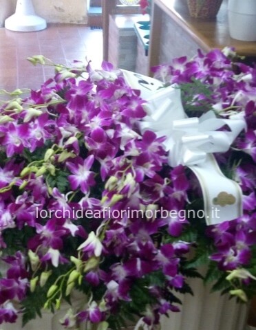 cuscino orchidee dendrobium mis. piccola