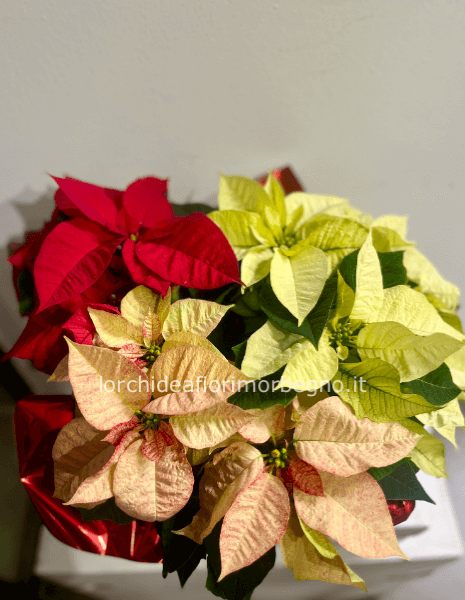 Stella di natale tris 