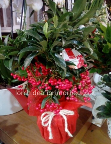 Ardisia