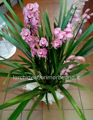 Cymbidium
