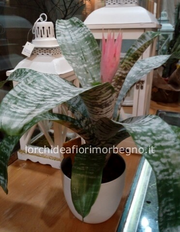 Bilbergia con coprivaso