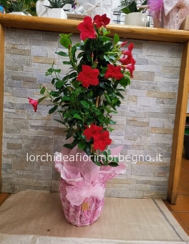 Dipladenia rossa