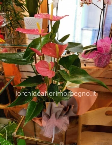 Anturium rosa