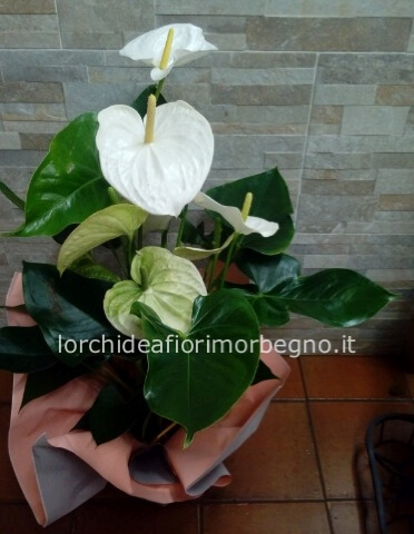Anthurium bianco