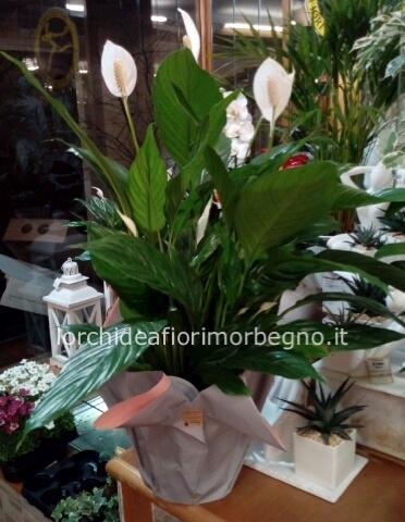 Pianta di spatifillum