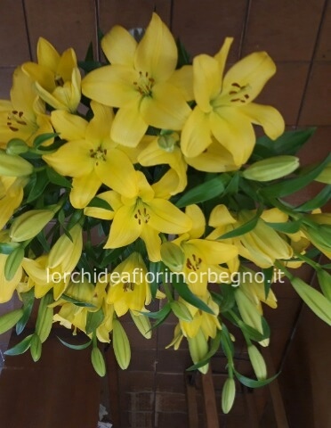 5 Lillium   e verdi e gipsofila