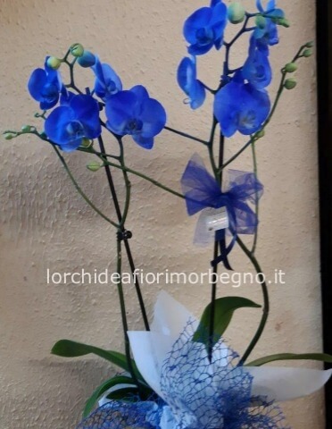 Orchidea blu con boccia in vetro