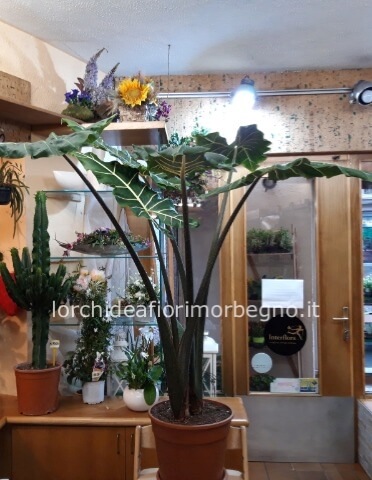 Pianta di alocasia h  1 mt