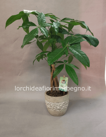 Pachira acquatica