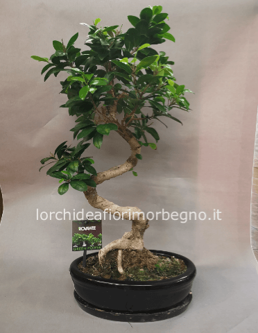 Ficus microcarpa