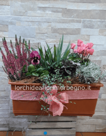 Cassettina magico inverno