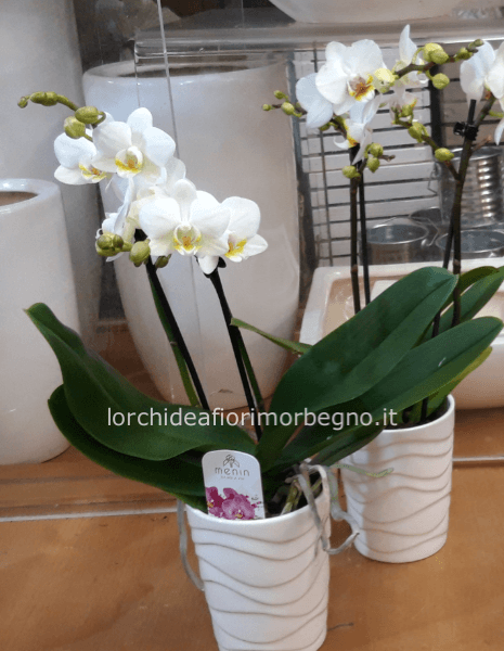Orchidea Phalenopsis