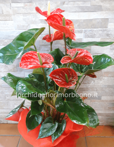 Anturium rosso/rosa