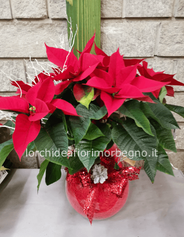 Stella di Natale con Boccia di vetro