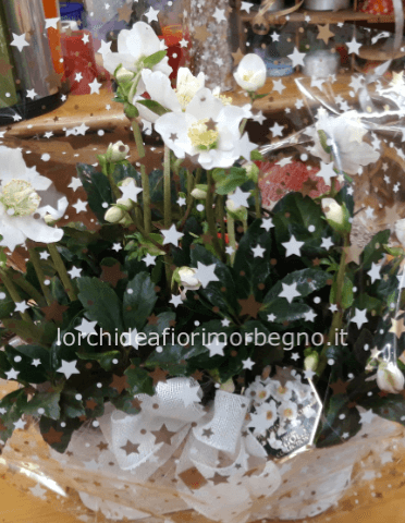 Cesto di ellebori