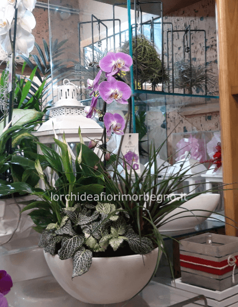 Composizione piante miste 