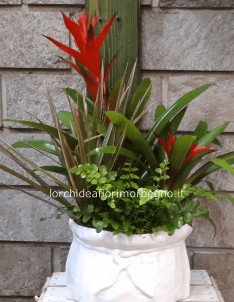 Composizione piante miste in vaso di ceramica