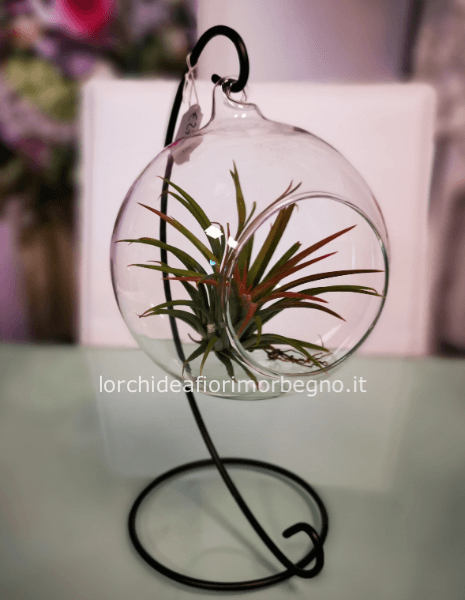 Tillandsia "apple" in vetro