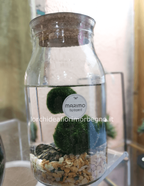Marimo 