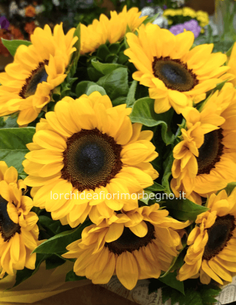 7 Girasoli verde decorativo