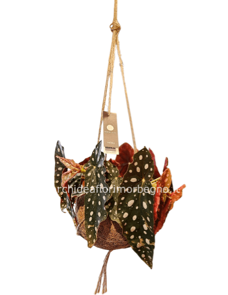 Kokodama begonia maculata 