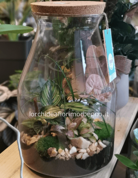 TERRARIUM AUTONOMO