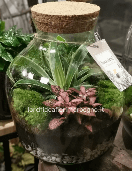 TERRARIUM AUTONOMO