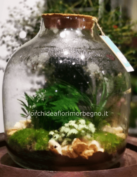 TERRARIUM AUTONOMO