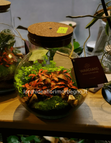 TERRARIUM AUTONOMO