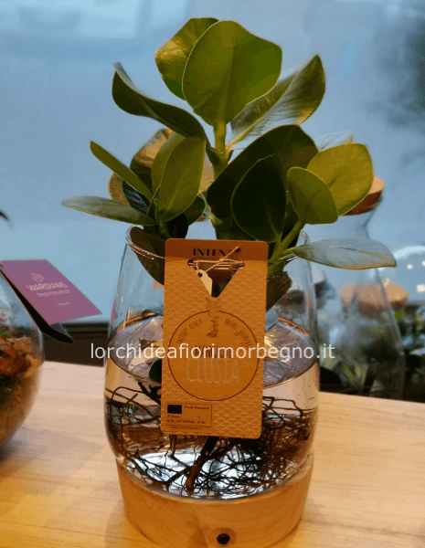 Mangrovia-Clusia rosea in idrocoltura