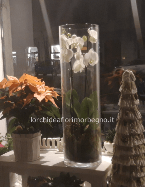 Orchidea Phalenopsis 