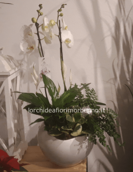  Composizione in boccia ceramica bianca