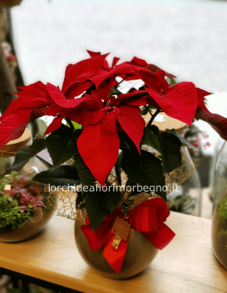 Stella di Natale con vaso  a boccia in vetro dorato