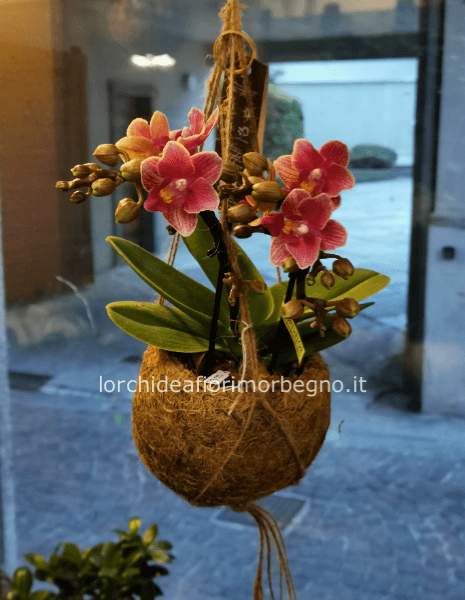 Kokodama mini Phalenipsis