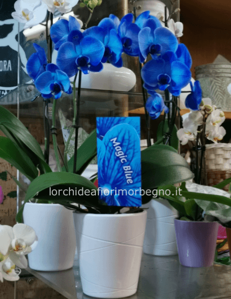 Phalenopsis magic blue
