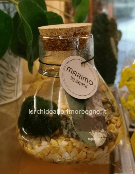 Marimo