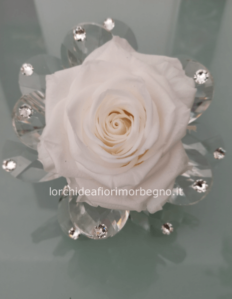 Rosa stabilizzata gigante