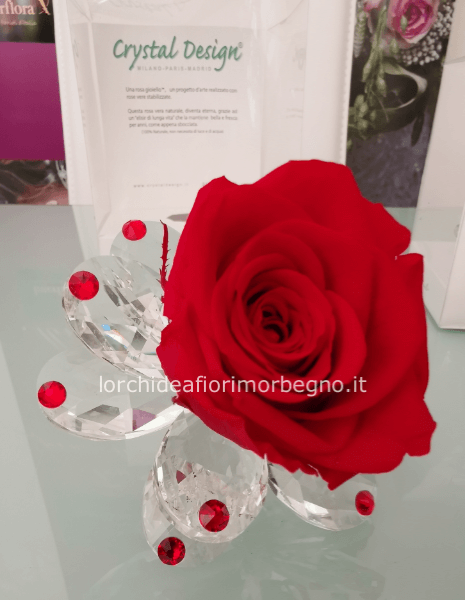 Rosa stabilizzata media