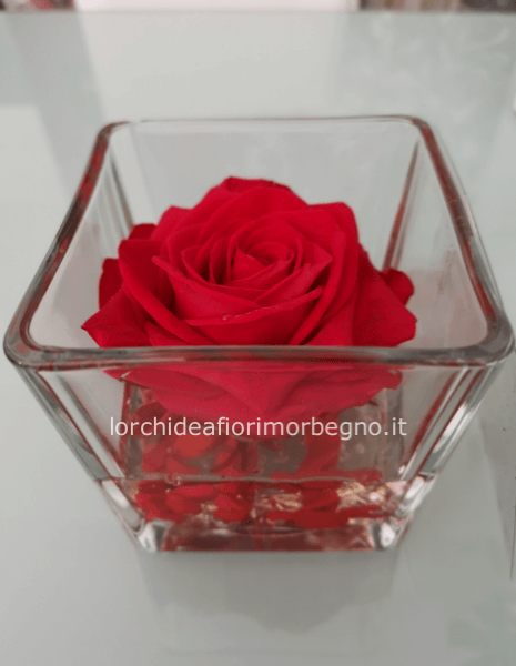 Rosa stabilizzata in cubo di vetro