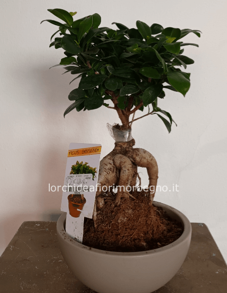 Ficus ginseng medio